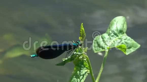 蜻蜓美丽的蓑羽羽衣坐在绿叶上视频的预览图