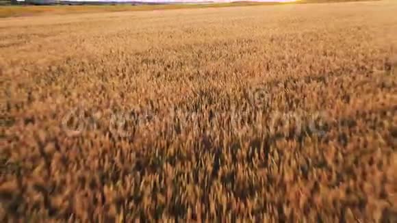农业夏田景观视频的预览图