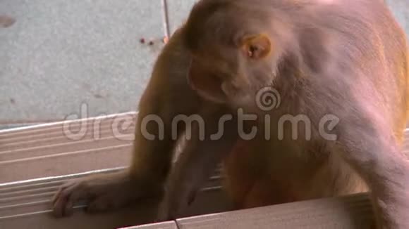 一只猴子坐在大楼的地板上视频的预览图