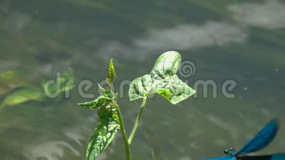 蜻蜓美丽的蓑羽伞翼虫在水流上慢动作特写视频的预览图