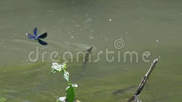 蜻蜓美丽的蓑羽珊瑚虫在水流上慢动作视频的预览图