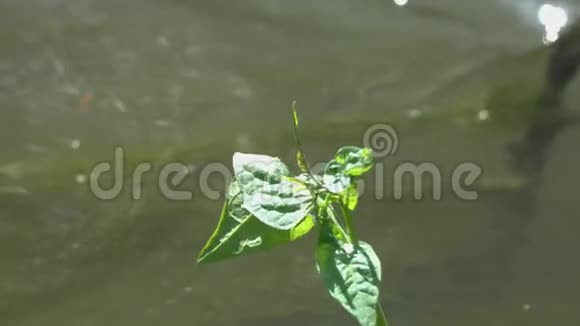 蜻蜓美丽的蓑羽羽衣坐在绿叶上视频的预览图