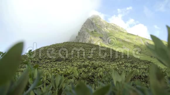 白种人山区的山野景观覆盖着特有的草和植物视频的预览图