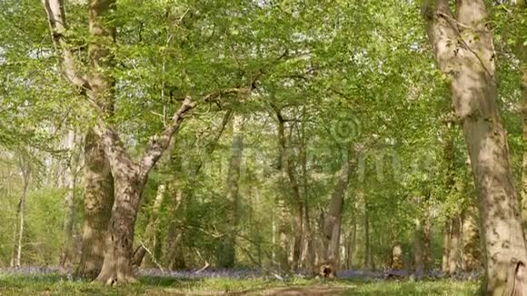 春天森林里的小径绿草和蓝铃的田野倾斜向下射击视频的预览图
