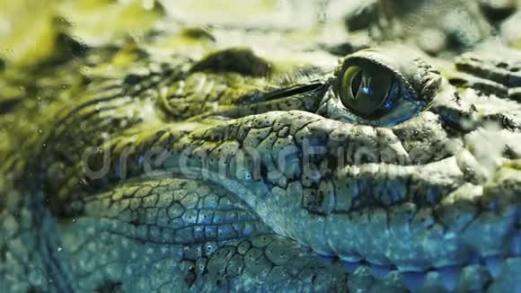 近距离观察鳄鱼鳄鱼凯曼的头部和牙齿玻璃后面的爬行动物视频的预览图