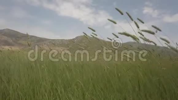 绿色的麦穗随风在田野上摇摆视频的预览图