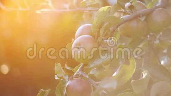 日落的阳光照耀在明亮多汁的水果上苹果就像在伊甸园里一样视频的预览图