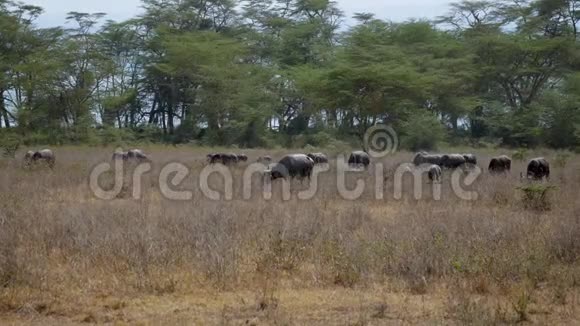 野牛的大草原在灌木丛附近的非洲野地里视频的预览图