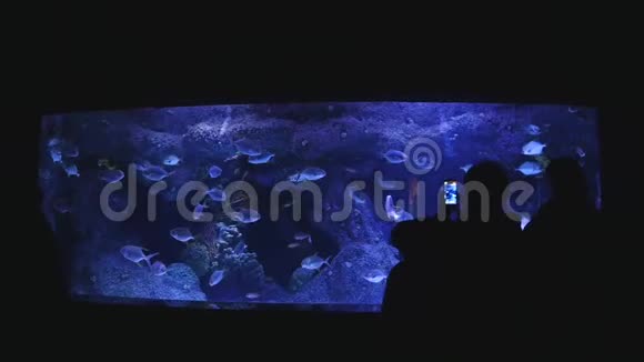 在水族馆观察鱼类的未被认出的人的剪影各种鱼在主水箱里游泳视频的预览图