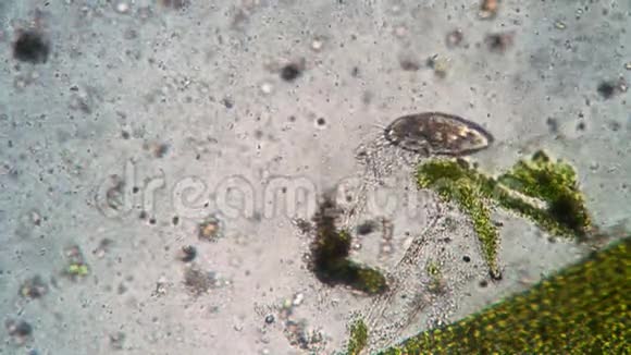 显微镜下纤毛虫的生命活动视频的预览图