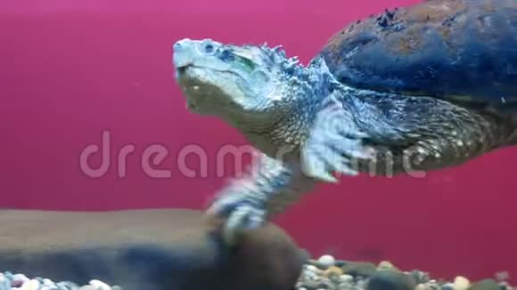 在动物园水族馆游泳的巨型普通龟视频的预览图