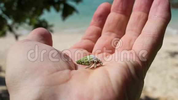 隐蟹日本石垣岛视频的预览图