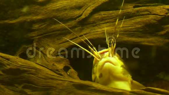 鲶鱼躲在水下的一棵树后面胡子从缝隙中窥视出来关门视频的预览图