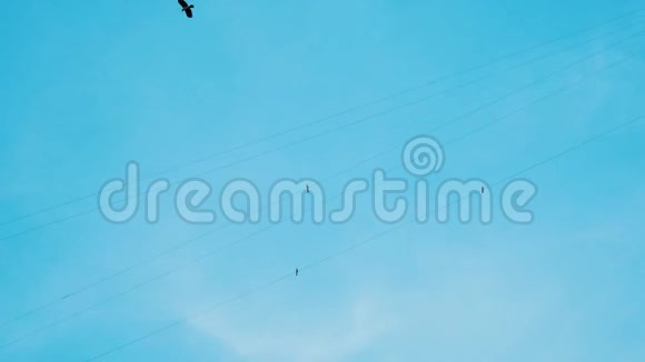 一只乌鸦追赶城市里坐在电线上的其他鸟攻击它们乌鸦猎鸽视频的预览图