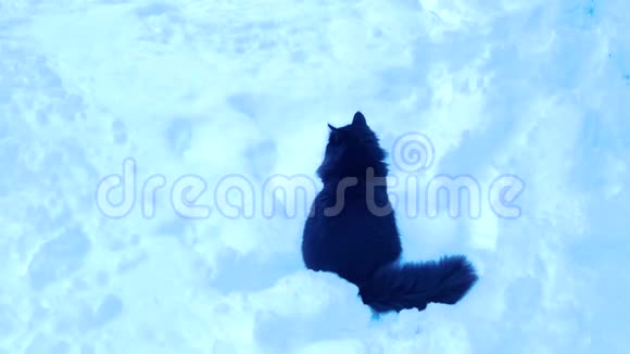 黑猫坐在雪地上视频的预览图