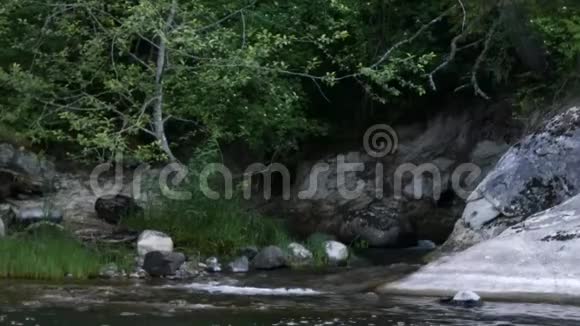 一个年轻的女人在一棵老树旁的河边遛狗视频的预览图