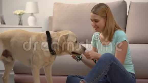 女人玩可爱的拉布拉多狗与宠物玩具家养动物最好的朋友视频的预览图