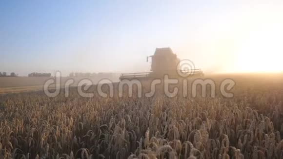 收割者在日落时在田里收割成熟小麦骑着马穿过农村的黄茎视频的预览图