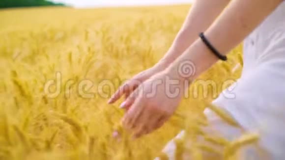 在夏天年轻女子的双手抚摸着成熟的小麦在田间行走视频的预览图