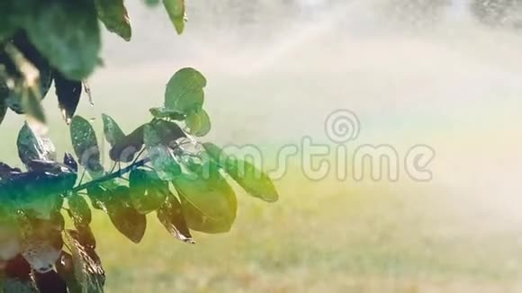 彩虹出现在灌溉者的喷雾中从树叶上滴下来的喷水器视频的预览图