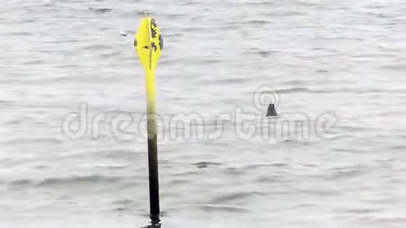 灰海豹海利哥拉斯格里普斯它的头在荷兰海岸附近的海浪之间的水面上视频的预览图