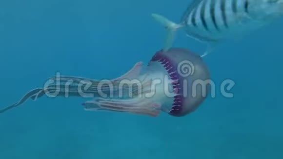 幼年的杰克鱼和紫色水母一起游泳引导着她的动作守护着她视频的预览图