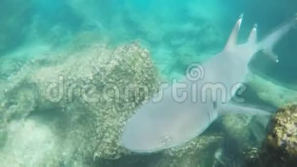 在加拉帕戈斯群岛的伊斯拉巴托罗姆一只白色的暗礁鲨鱼游过一个浮潜者视频的预览图