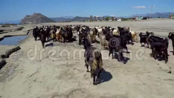 土耳其安塔利亚一群山羊和一只雌性牧羊人在岸边散步视频的预览图