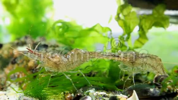 有趣和活跃的甲壳类动物棕榈波罗的海对虾咸水十足检查海洋植被视频的预览图