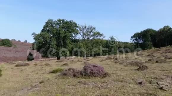 空中无人驾驶飞机视频快速飞行通过树非常接近树枝在国家公园维鲁韦与开花的健康视频的预览图