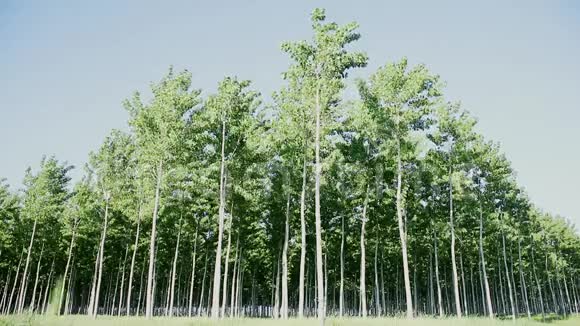 白杨树树视频的预览图