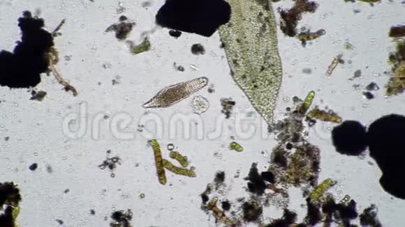 一种大型轮虫在各种微生物之间移动视频的预览图