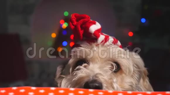 可爱的小狗戴着小圣诞帽站在桌子后面向前看视频的预览图