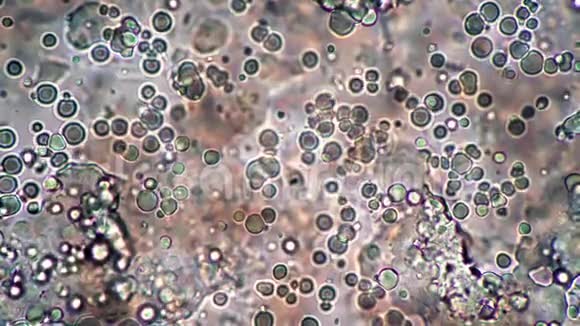 发酵乳艾兰的菌群是球形乳酸菌视频的预览图