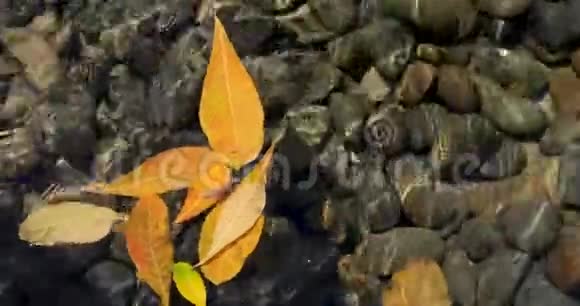 黄叶飘水视频的预览图