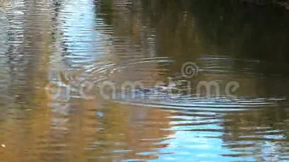 塔斯马尼亚高原在一条河里游泳秋天的树木倒影视频的预览图
