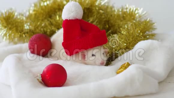 戴着红色圣诞帽的白鼠视频的预览图