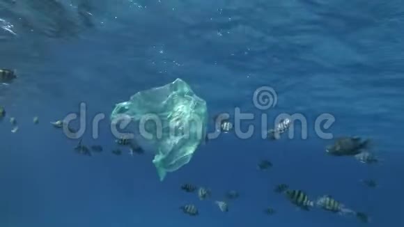 丢弃的黄色塑料袋在阳光下在蓝色的水中随着热带鱼在水面下的学校慢慢地游泳视频的预览图