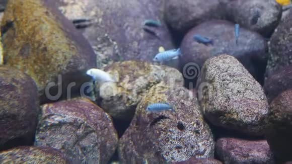 水族馆里许多小鱼以大石头为背景视频的预览图