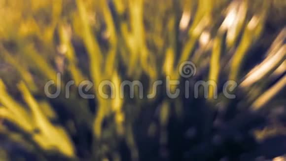 由于一个农民在稻田里的强风而水稻视频的预览图