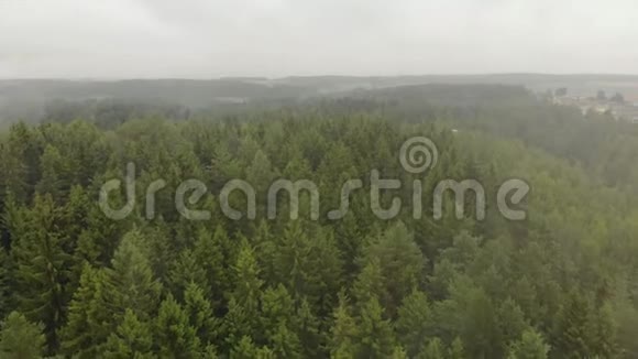 秋天的薄雾从森林中的绿针叶树丛中散发出来视频的预览图