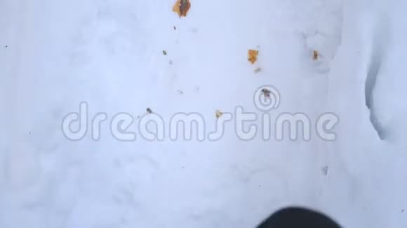 在雪道上行走的男性脚的详细视图穿靴子的人在路上踩着洁白的雪无法辨认视频的预览图