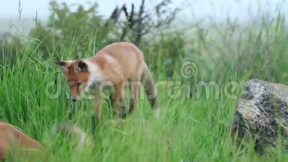 红狐狸幼崽站在石头上跳进草地里外阴视频的预览图