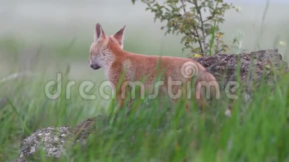 可爱的红狐狸幼崽站在草地上的石头上环顾四周外阴视频的预览图