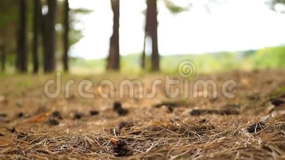 日落时秋林干草和松果的森林土壤视频的预览图