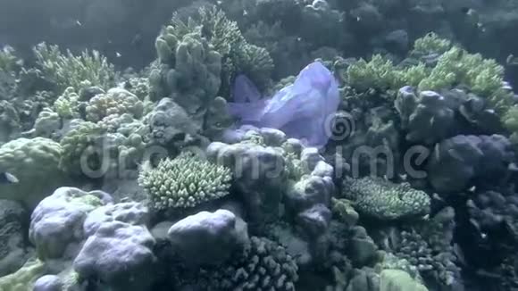 慢动作蓝色塑料袋在美丽的珊瑚礁上一群鱼在附近游泳热带海洋的塑料污染视频的预览图