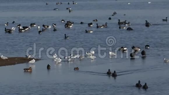一群漂亮的布伦特鹅布兰塔伯尼克拉和黑头鸥站在一个河口游泳清洁和喂食视频的预览图