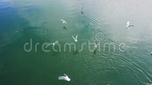 在河流或湖泊上喂养鸟类视频的预览图