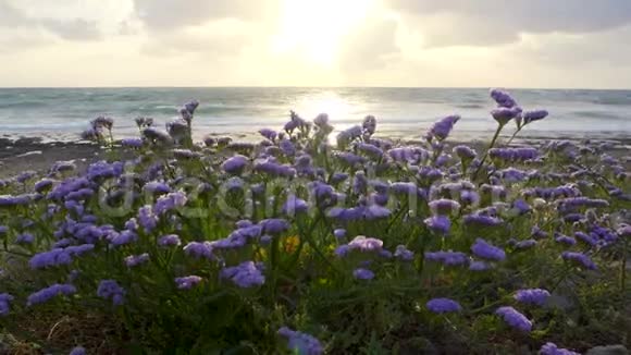 日落时海岸边盛开的海薰衣草视频的预览图