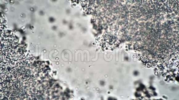 显微镜下乳制品发酵剂中乳酸菌流的走廊视频的预览图